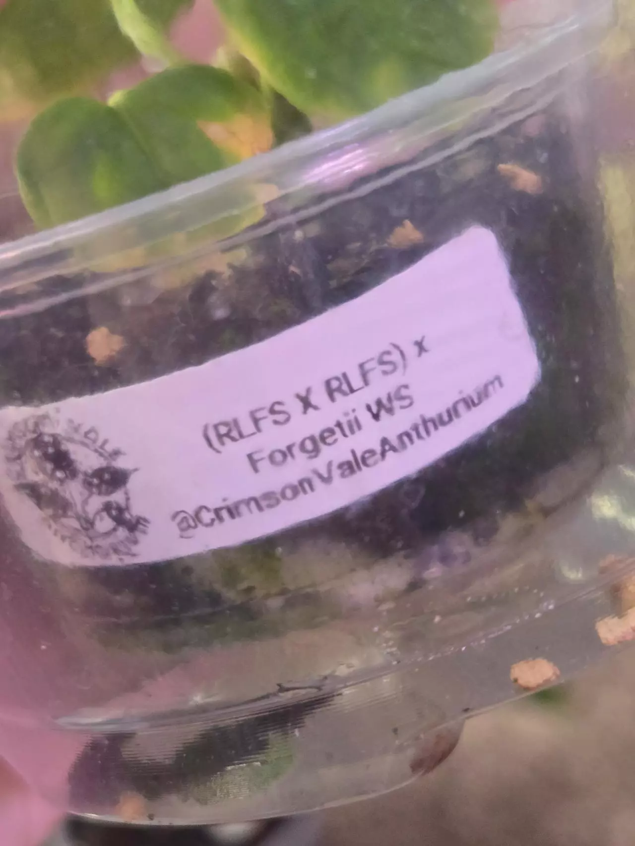 plant/Anthurium Seedling-1