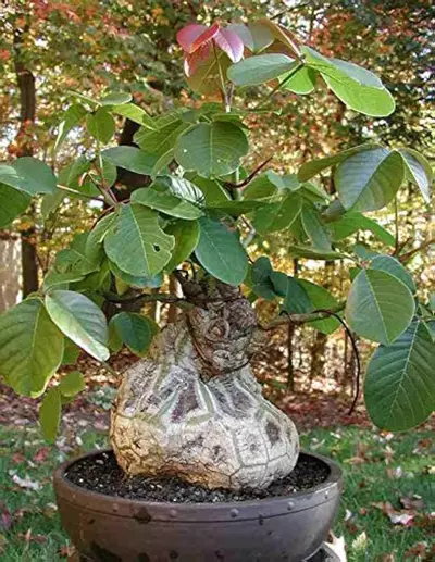 plant/Pseudobombax ellipticum (Grower’s Choice)-0-thumbnail