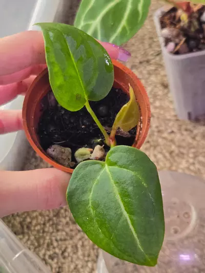 plant/NoID Anthurium Seedling-0-thumbnail