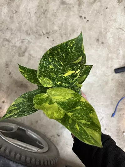 plant/Philodendron green Congo nuclear-0-thumbnail