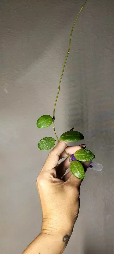plant/Hoya Phu Yen Splash *Unrooted-1-thumbnail