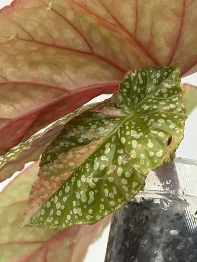 plant/Begonia ‘Snow Capped’ Variegated-4-thumbnail