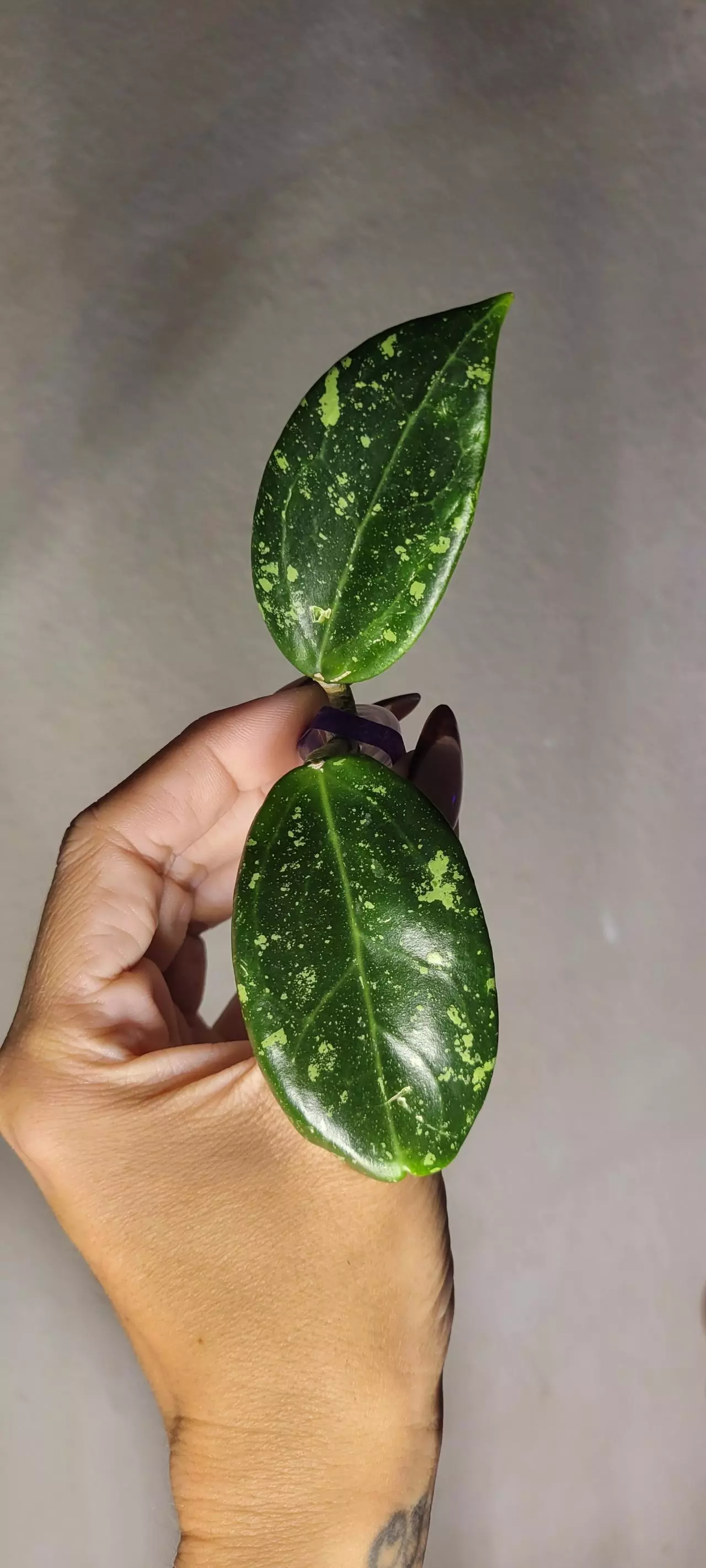 plant/Hoya AH805 Splash *lightly rooted-0