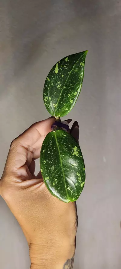 plant/Hoya AH805 Splash *lightly rooted-0-thumbnail