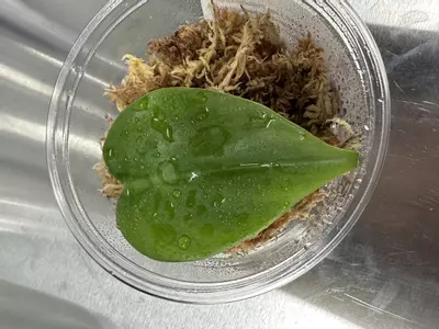 plant/Heart Leaf Philodendron-0-thumbnail