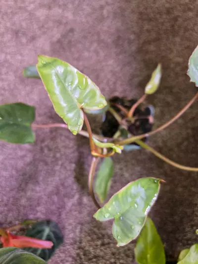 plant/Plant Bundle-3-thumbnail