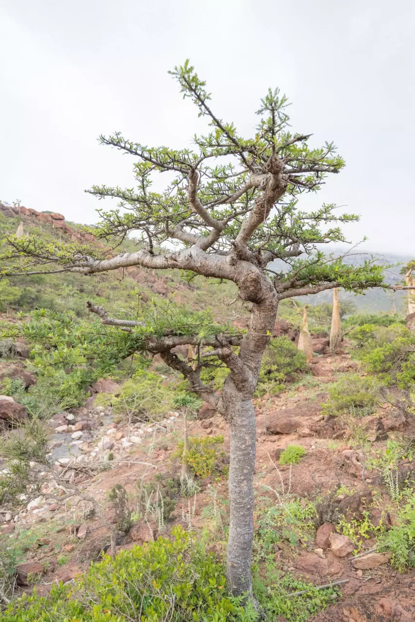 plant/Boswellia socotrana (Grower’s Choice)-0