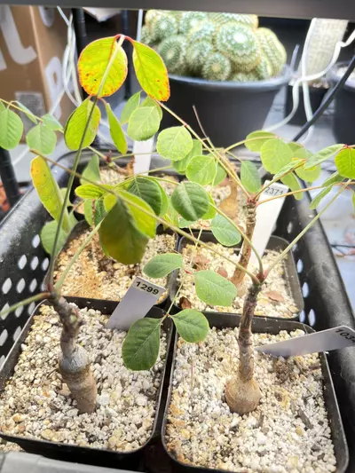 plant/Phyllanthus mirabilis (Grower’s Choice)-1-thumbnail