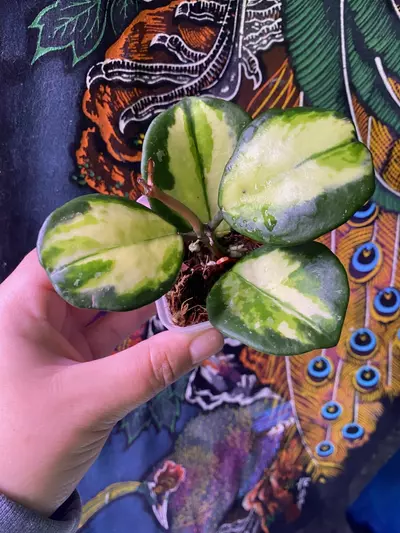 plant/Hoya Obovata Inner Variegated-0-thumbnail