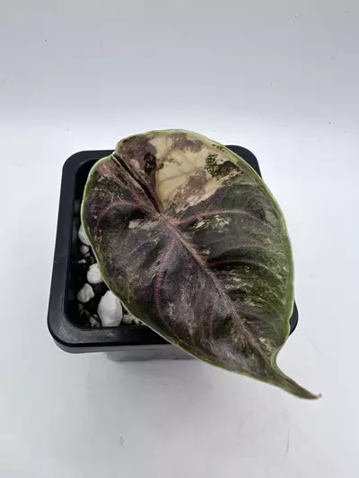 plant/Alocasia Azlanii Orange-1-thumbnail