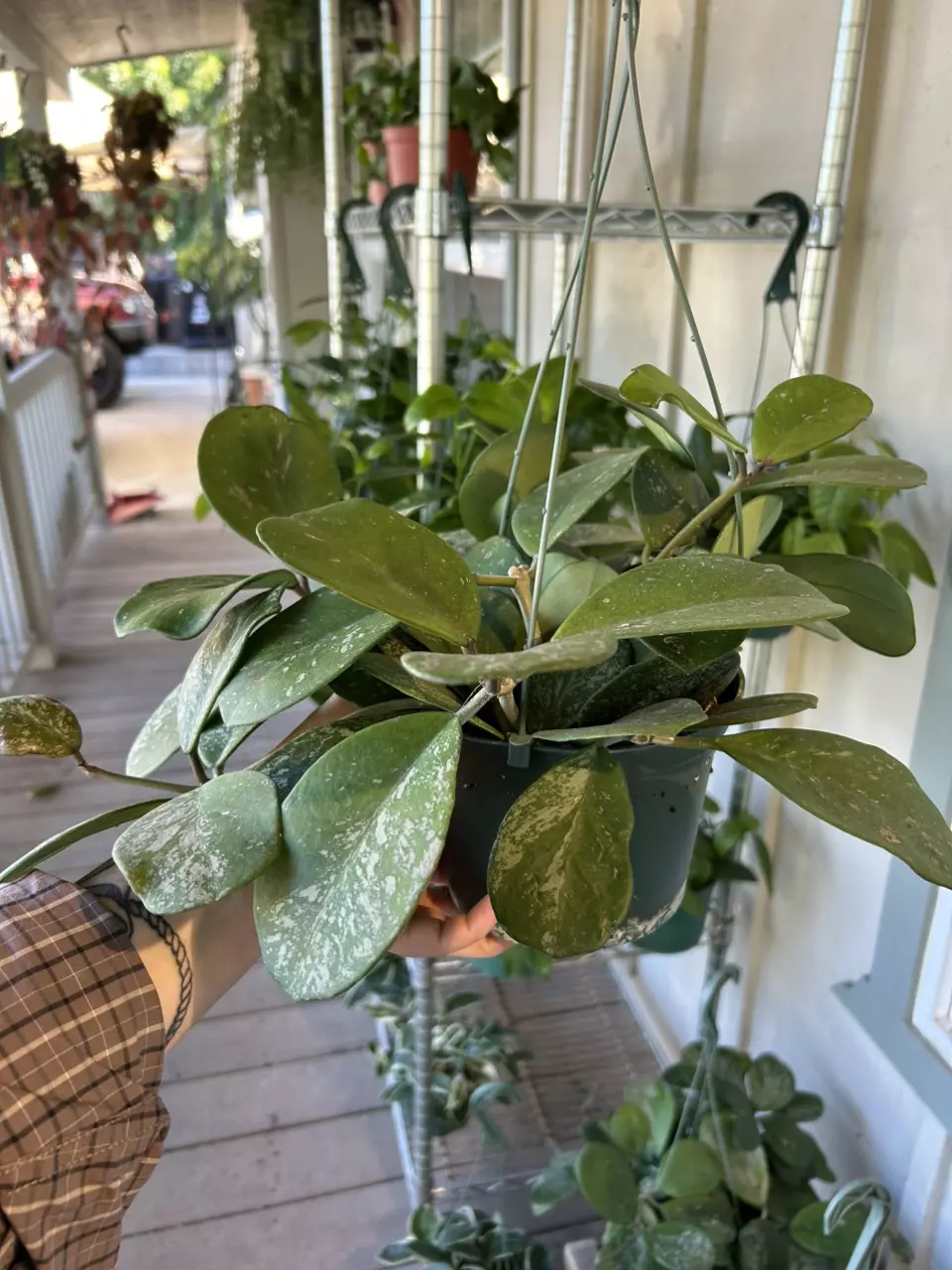 plant/6” Obovata Splash (lovers choice)-2