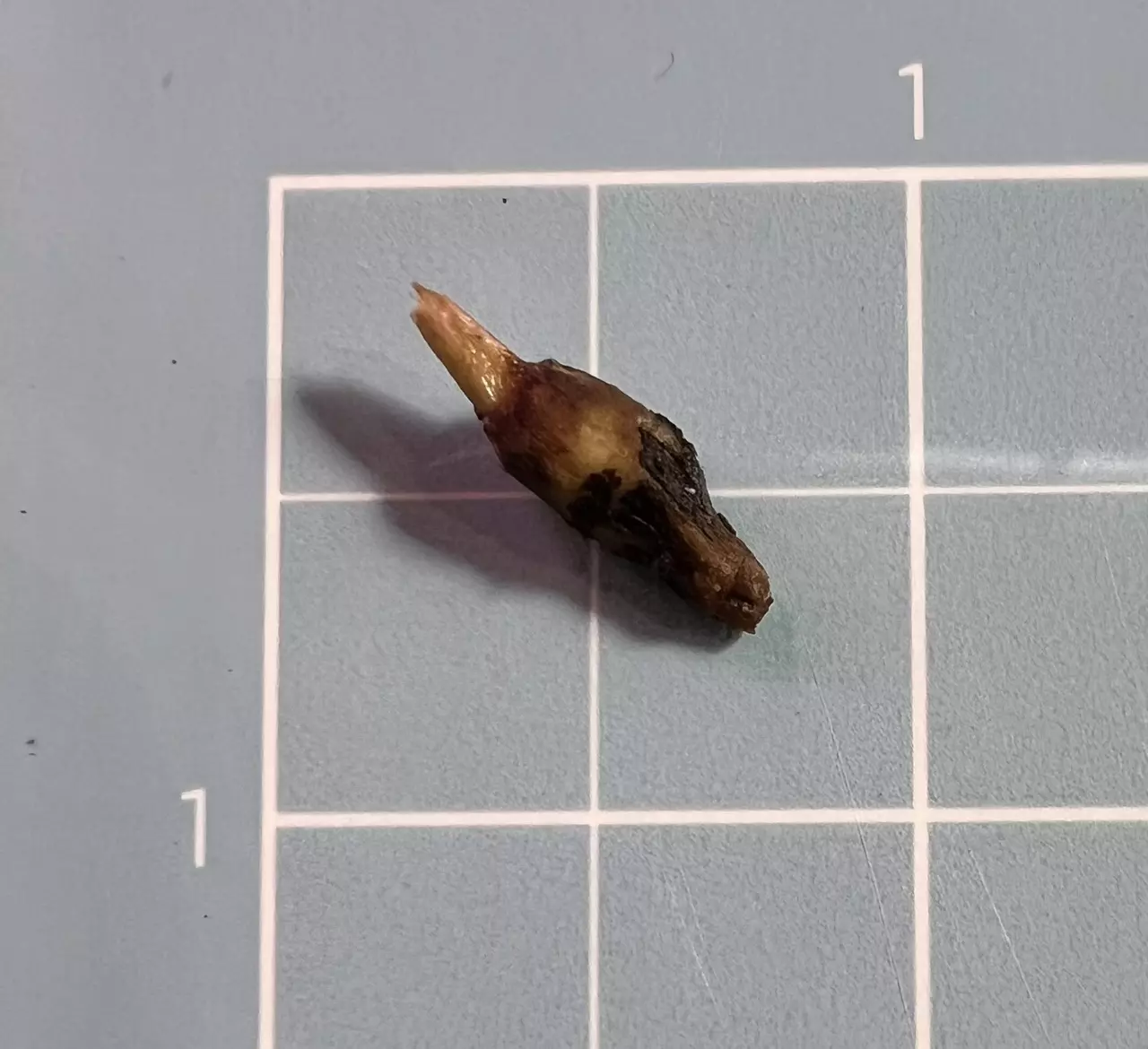 plant/Corm A - Aurea Variegated Alocasia Psuedo Sanderiana-2