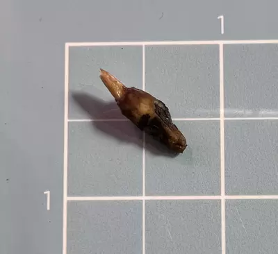 plant/Corm A - Aurea Variegated Alocasia Psuedo Sanderiana-2-thumbnail