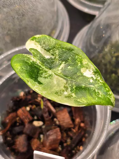 plant/Alocasia Zebrina Tricolor corm - grower's choice-3-thumbnail