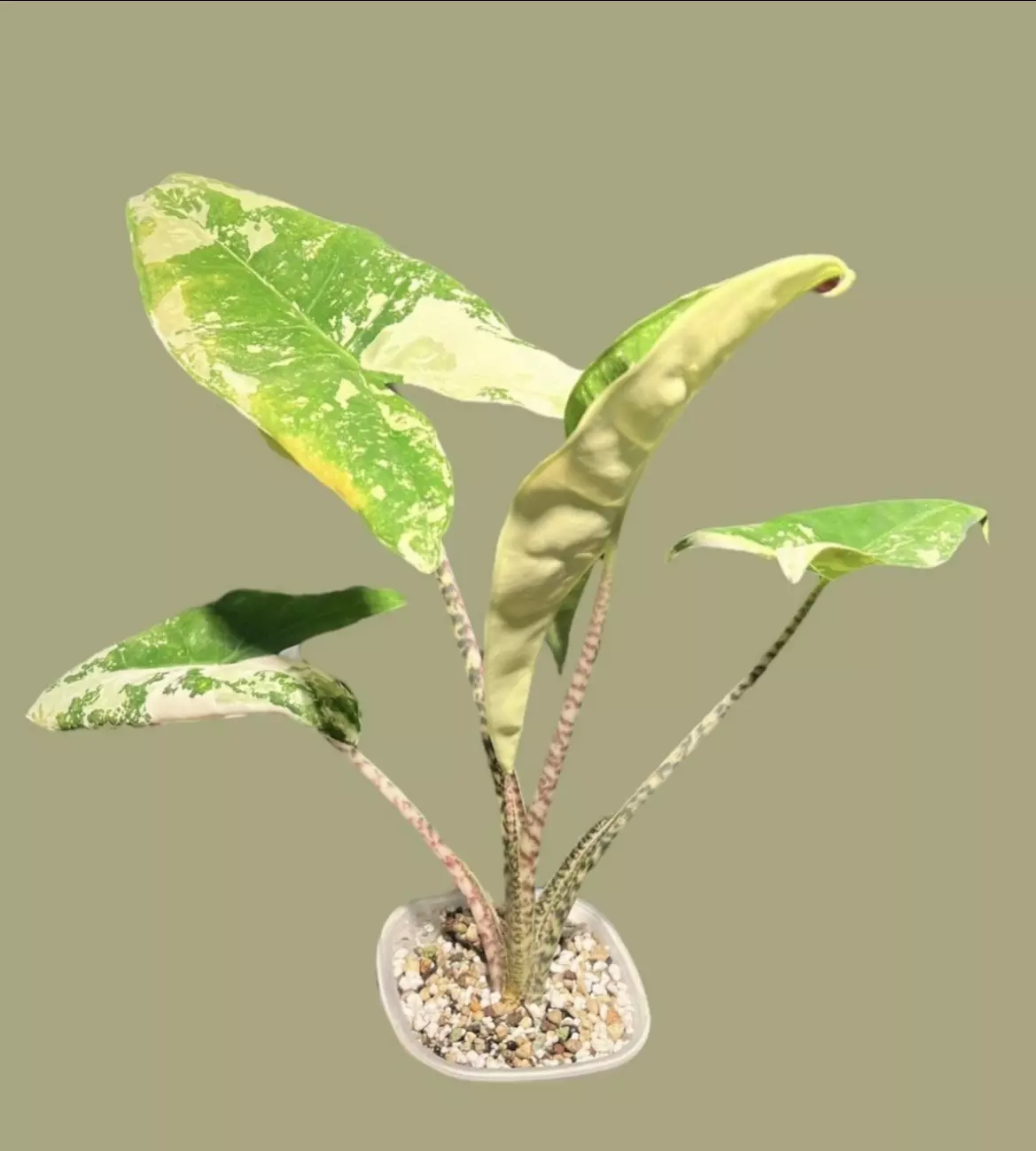 plant/Corm A - True Albo Variegated Alocasia Zebrina-1