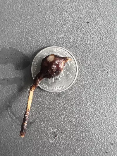 plant/Alocasia Melo Albo Corm-5-thumbnail