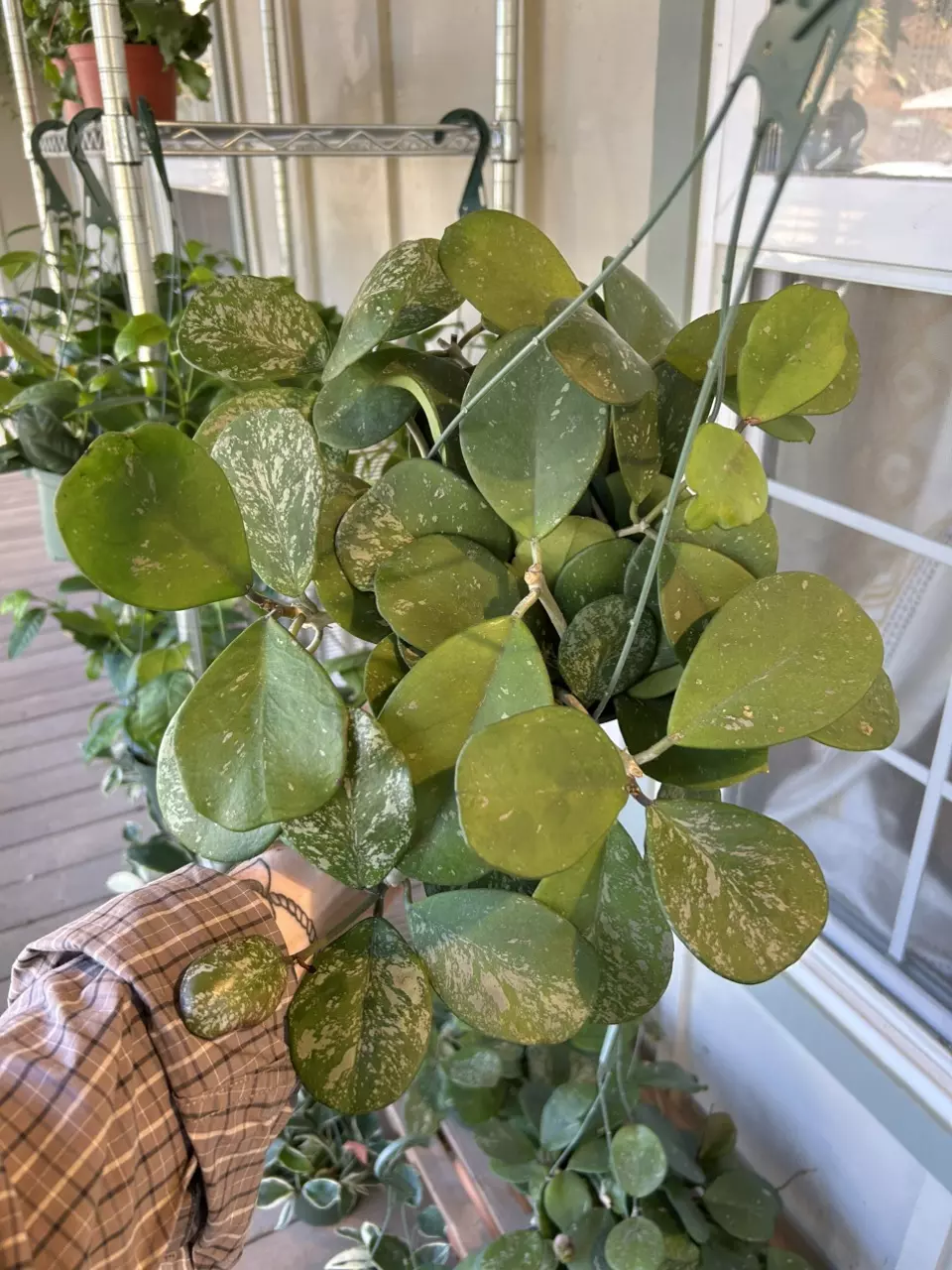 plant/6” Obovata Splash (lovers choice)-0