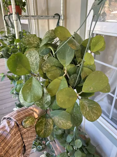 plant/6” Obovata Splash (lovers choice)-0-thumbnail