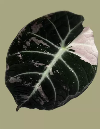 plant/Corm B - Pink Variegated Alocasia Black Velvet-1-thumbnail