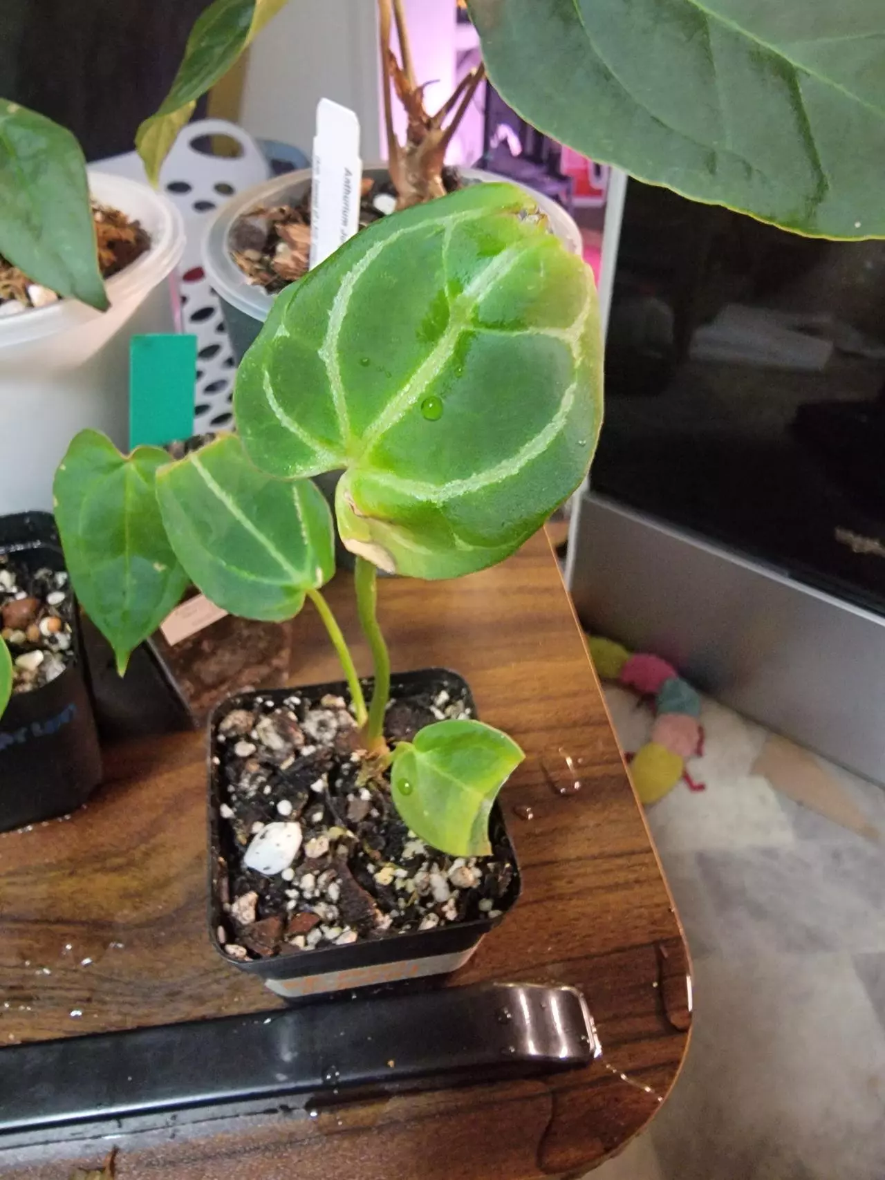 plant/Anthurium Dark Form Crystal-0