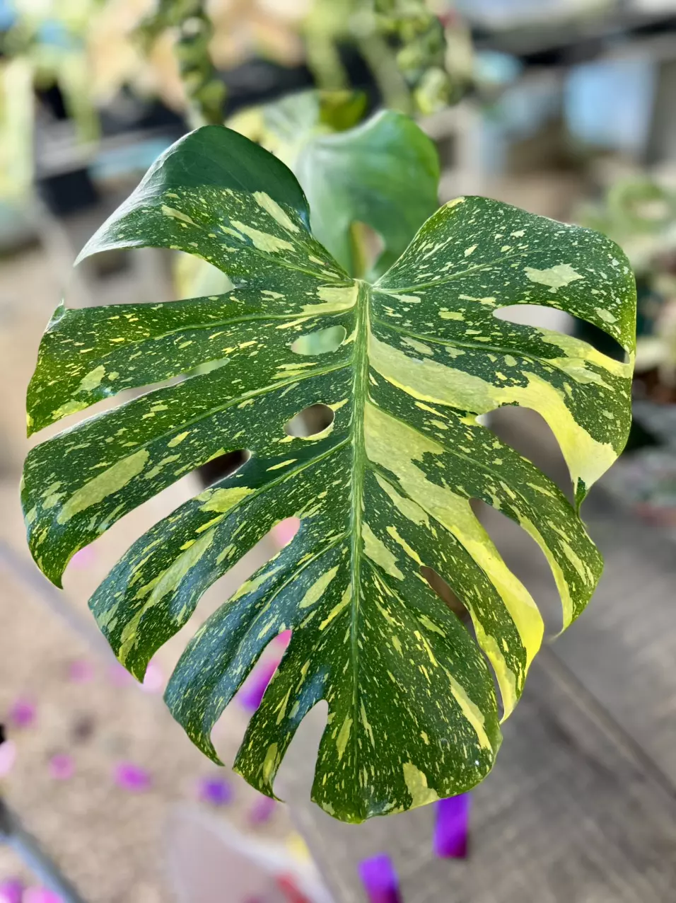 plant/Monstera Electrolyte Raffle Ticket-0
