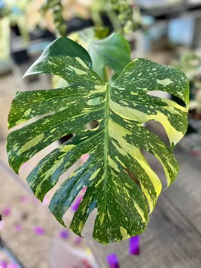 plant/Monstera Electrolyte Raffle Ticket-0-thumbnail