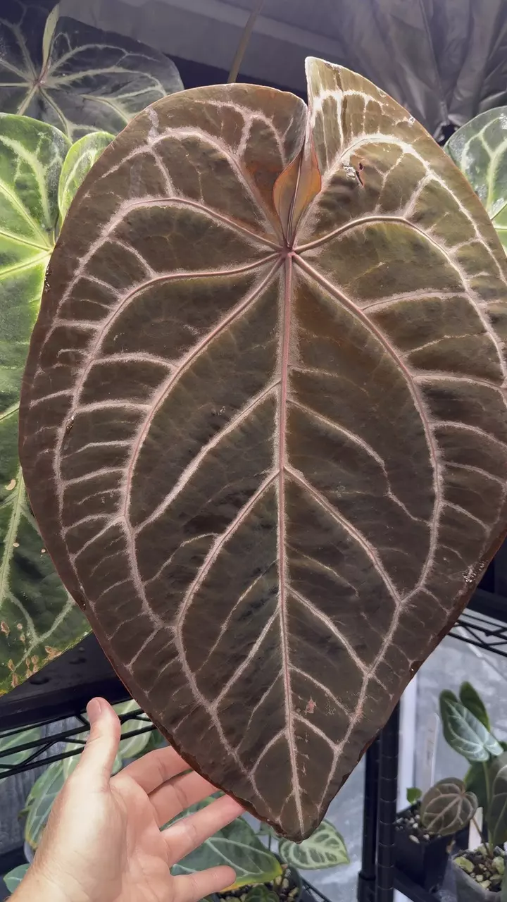 plant/Anthurium Tezula’s “Pink Lemonade X Black Widow Michelle” (selfed seedlings)-0