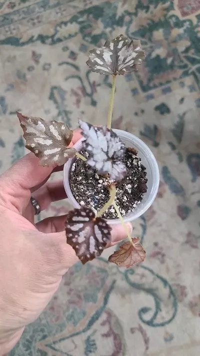plant/Maroon and Silver Rex Begonia 2" 12-044-0-thumbnail
