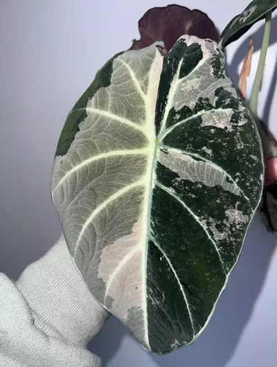 plant/Alocasia Black Velvet Pink Corms-3-thumbnail