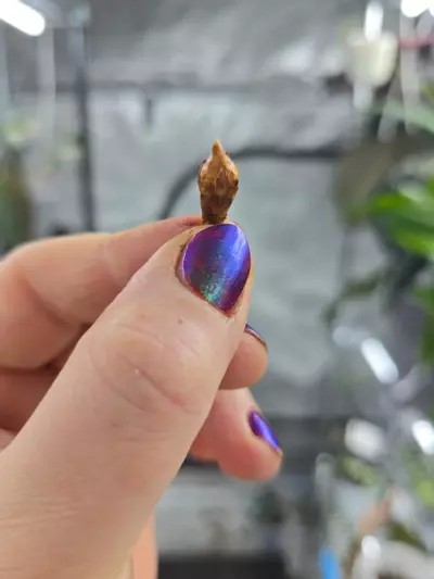 plant/Alocasia Zebrina Tricolor corm - grower's choice-4-thumbnail