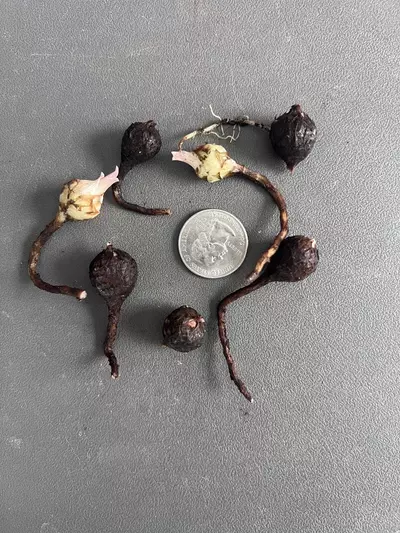 plant/Alocasia Black Velvet Pink Corms-4-thumbnail