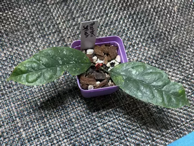 plant/Hoya Praetorii Splash-0-thumbnail