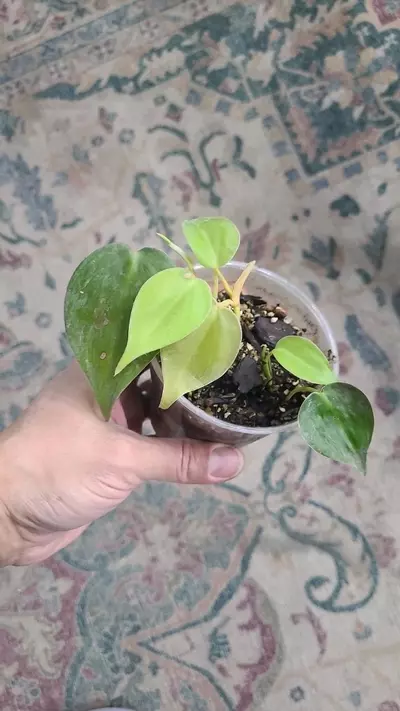 heat_pack/Heartleaf Philodendron 3.25" 12-046-0-thumbnail