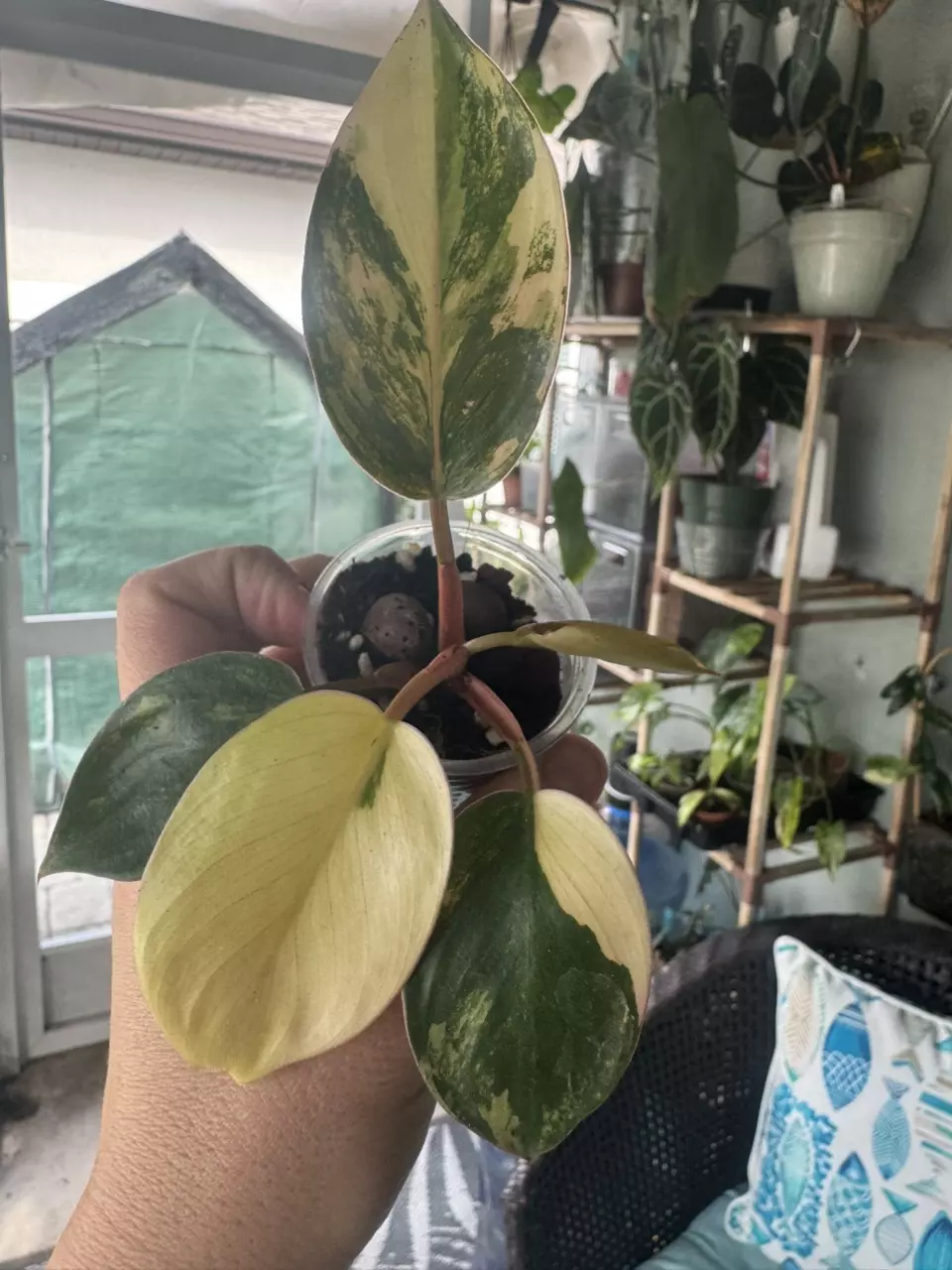 plant/Philodendron Red Congo Variegated-0