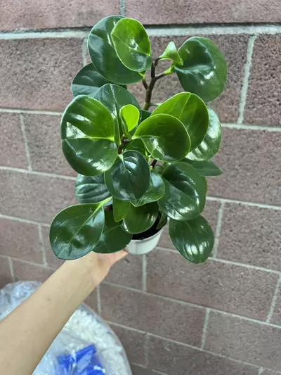plant/4” Peperomia Green-3-thumbnail
