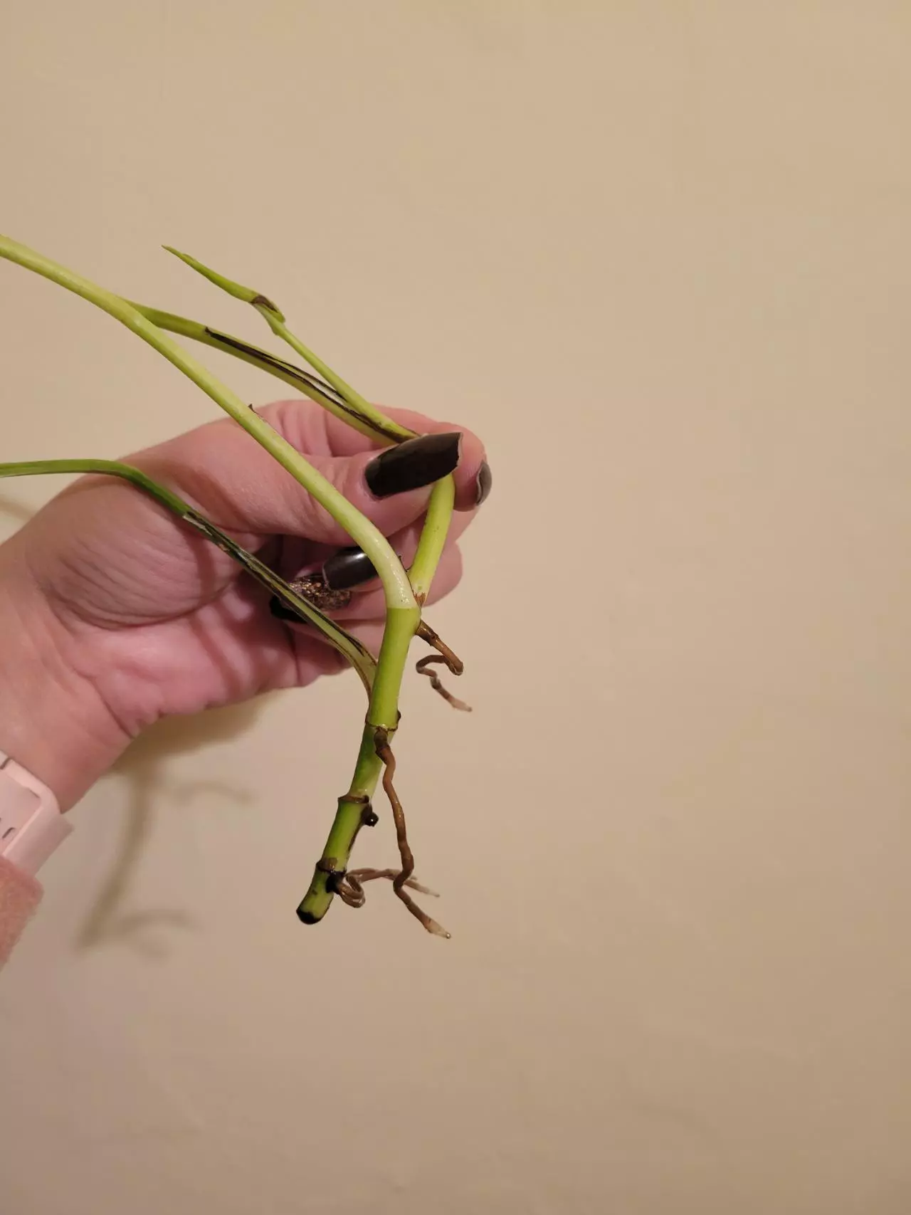 plant/Hawaiian Pothos Rooted Cutting-4
