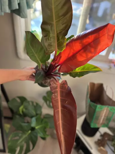 plant/6” Bright Red Philodendron-1-thumbnail