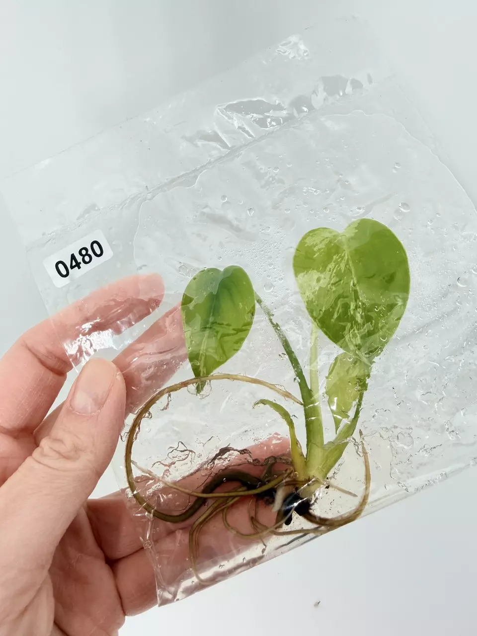 plant/TC Bulbasaur 0480 + Bulbasaur Shirt-0