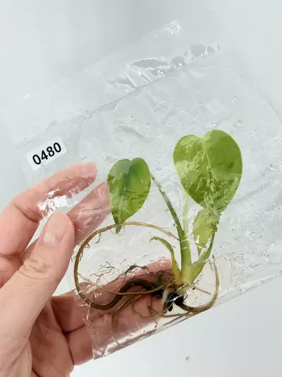 plant/TC Bulbasaur 0480 + Bulbasaur Shirt-0-thumbnail