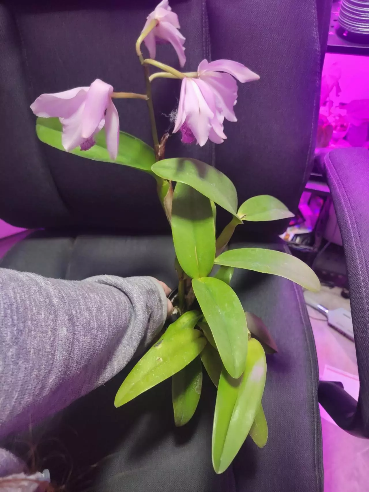 plant/Orchid Cattleya Cuyabeno-0