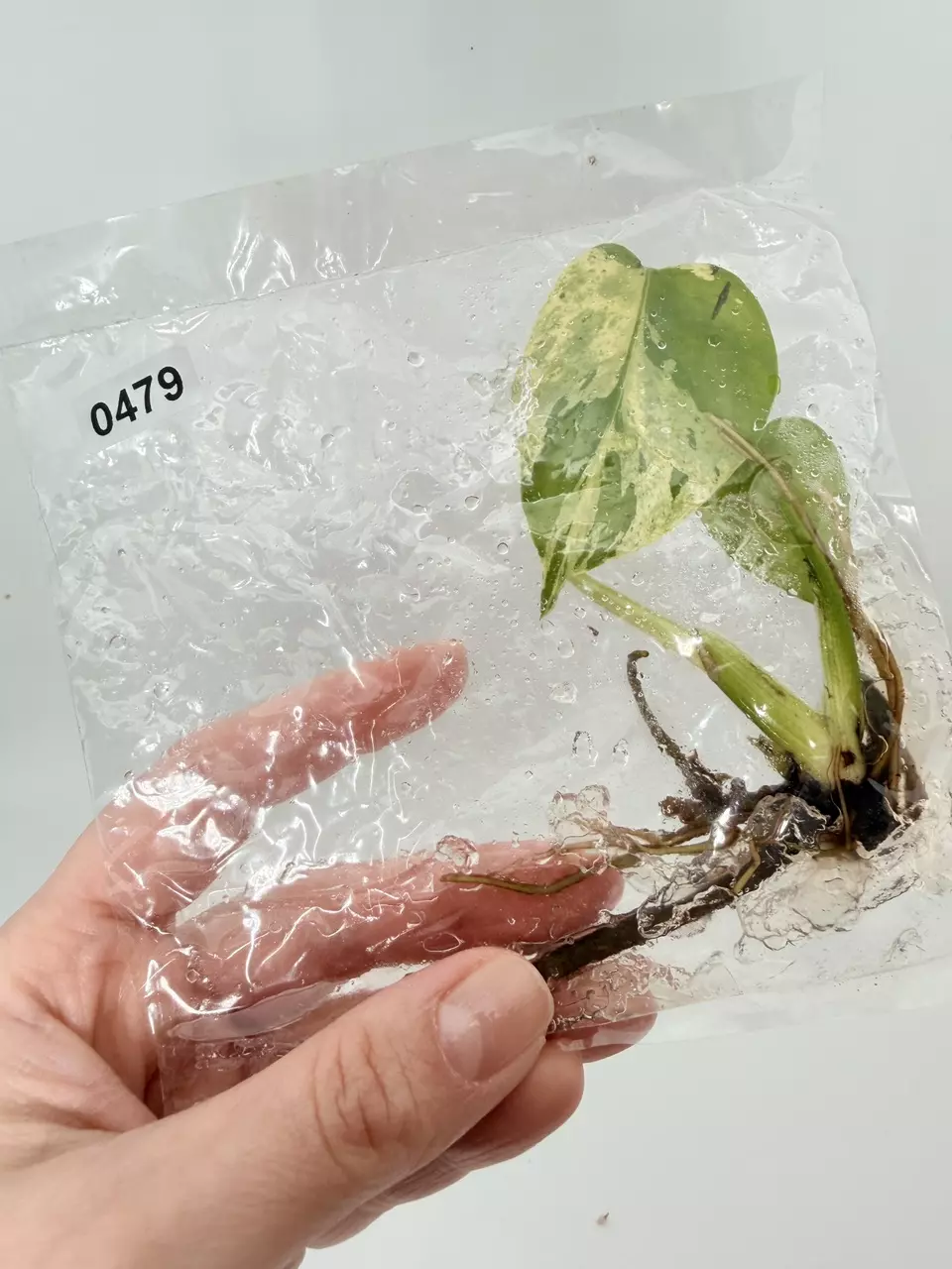 plant/TC Bulbasaur 0479-0