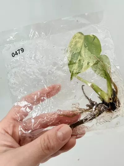 plant/TC Bulbasaur 0479-0-thumbnail