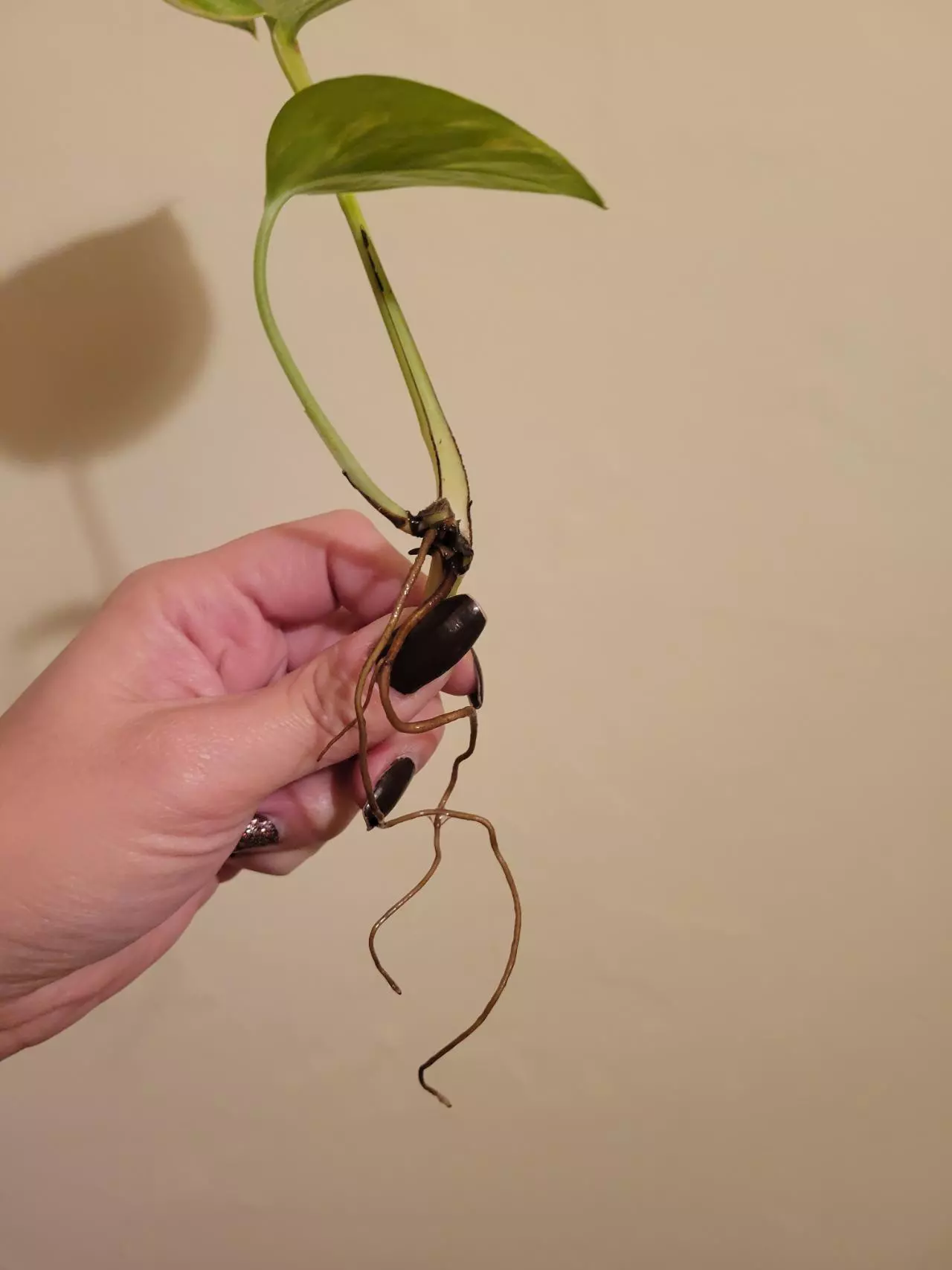 plant/Hawaiian Pothos Rooted Cutting-1