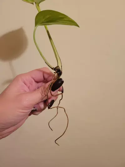 plant/Hawaiian Pothos Rooted Cutting-1-thumbnail