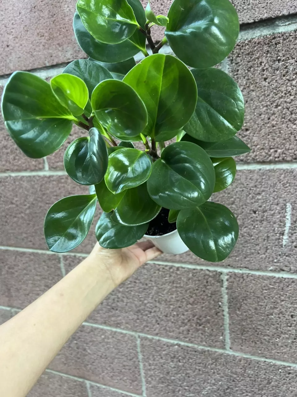 plant/4” Peperomia Green-4