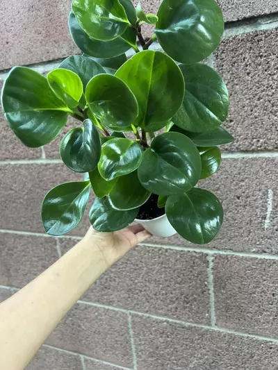 plant/4” Peperomia Green-4-thumbnail