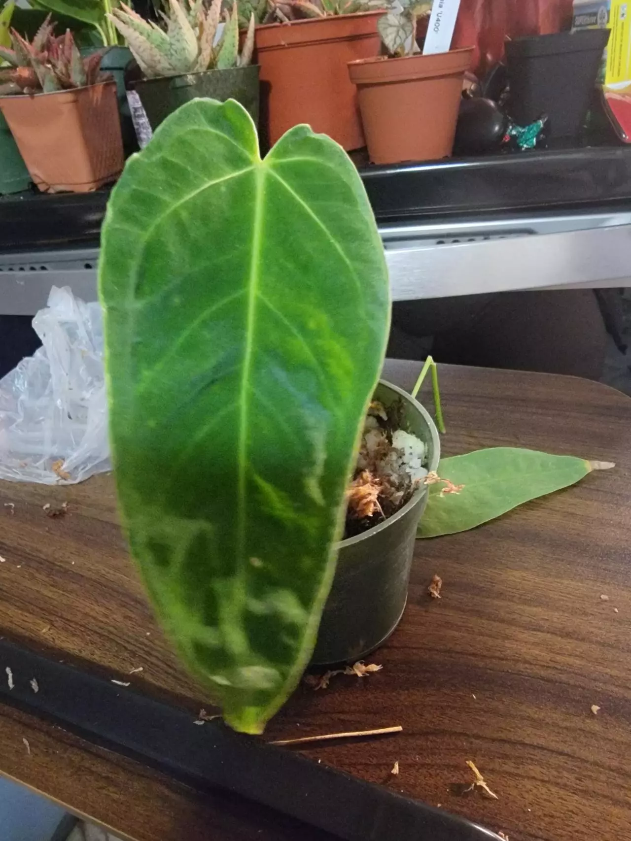 plant/Anthurium Waterburyanum (new emergent on the way)-0