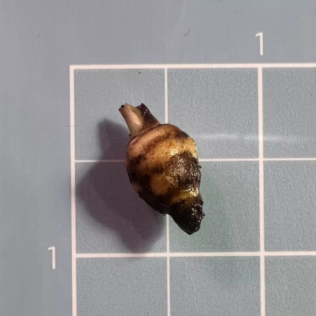 plant/Corm A - True Albo Variegated Alocasia Zebrina-2