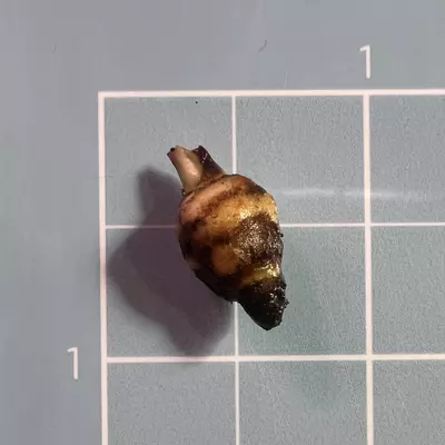 plant/Corm A - True Albo Variegated Alocasia Zebrina-2-thumbnail