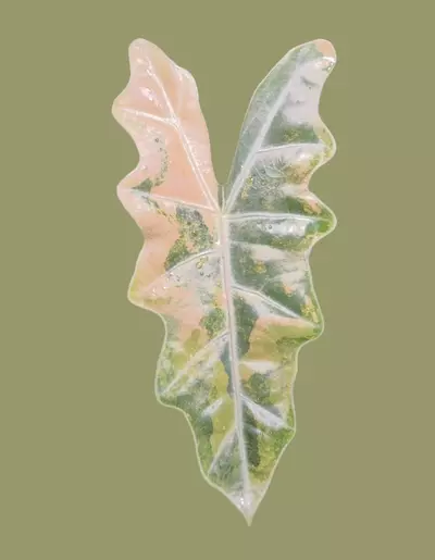 plant/Corm A - Aurea Variegated Alocasia Psuedo Sanderiana-0-thumbnail